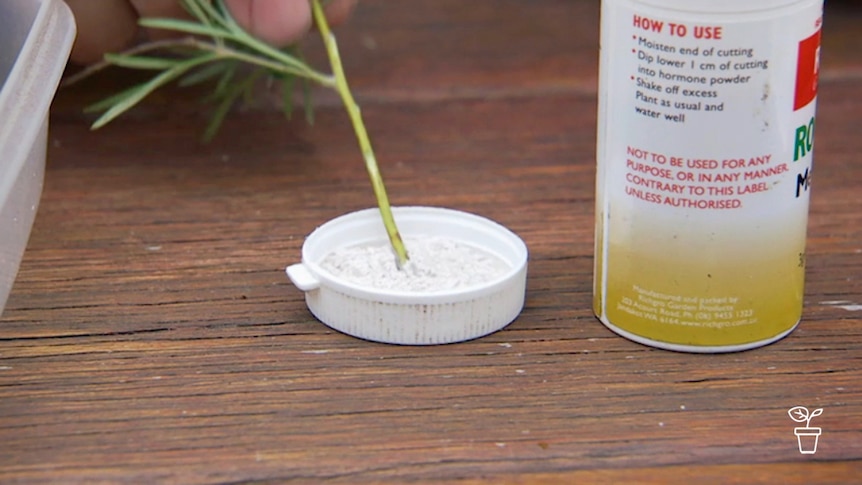 Plant stem being dipped into container lid filled with white powder