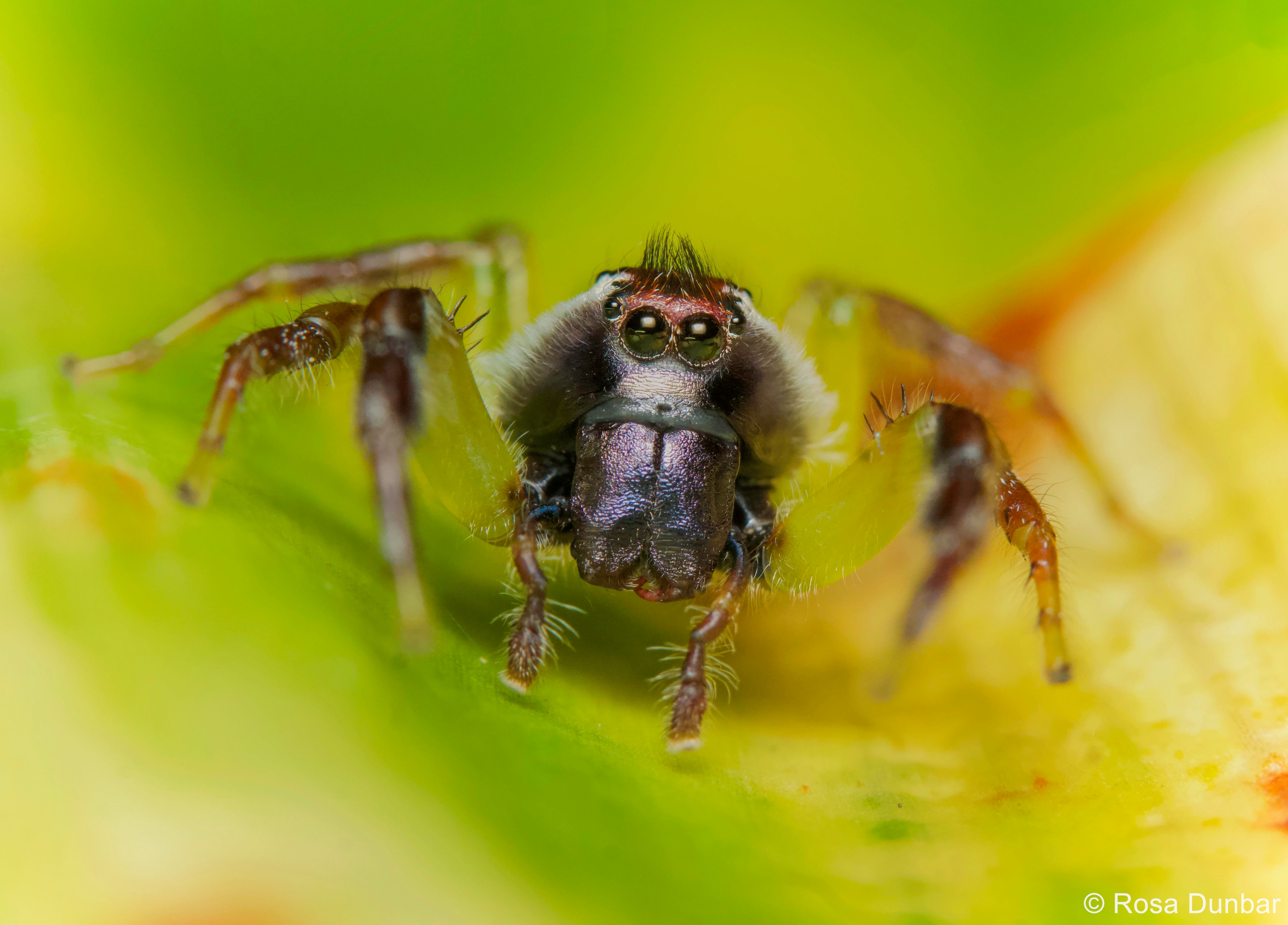A close up for the face of a spider on a leaf