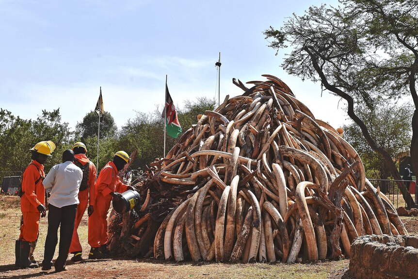 Firefighters pour flammable fuel onto a pile of elephant ivory