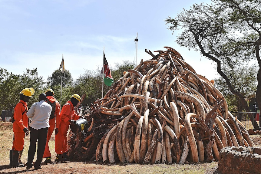 Firefighters pour flammable fuel onto a pile of elephant ivory