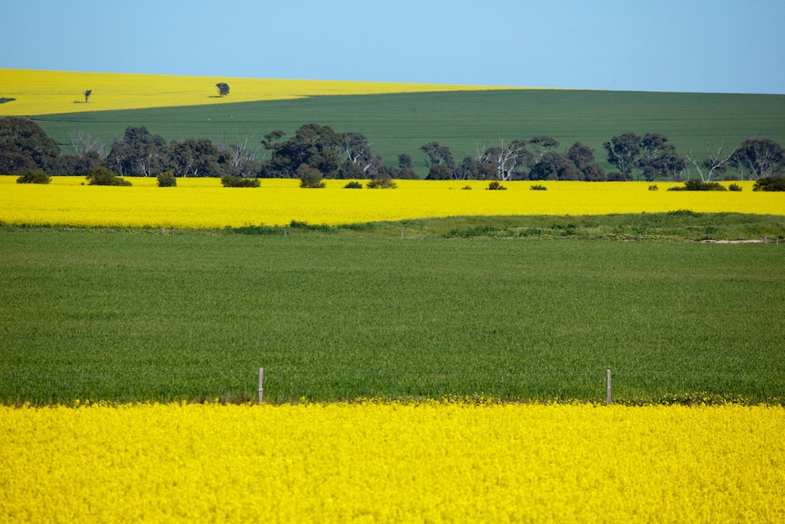 Bright yellow and green fields