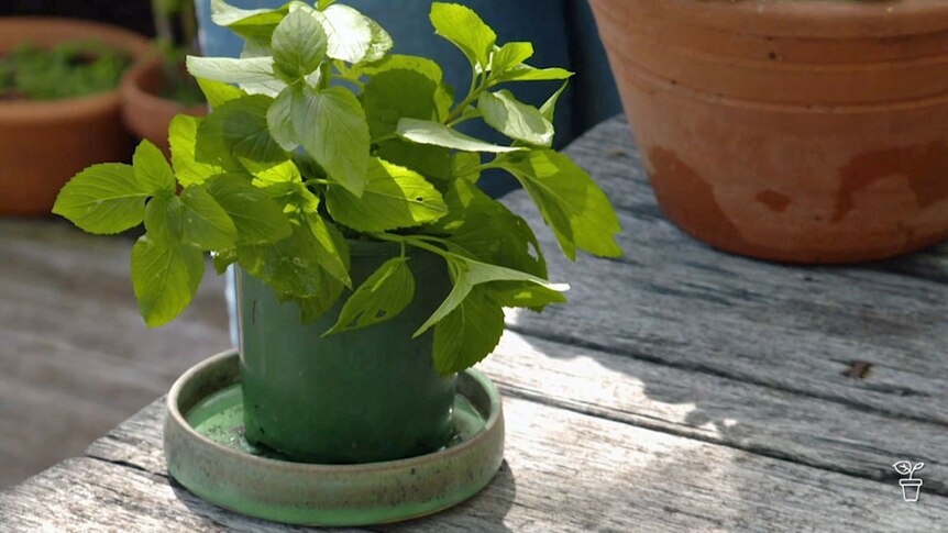 A pot plant filled with mint sitting on a garden table.