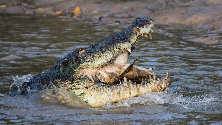 Crocodiles are active at this time of year in the Kimberley.