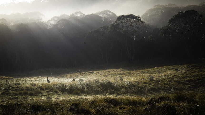 Eastern Grey Kangaroos graze in the morning mist at Werrikimbe National Park