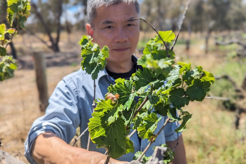 A middle-aged Chinese man, Lin, looks at green shoots on a wine grape vine. 