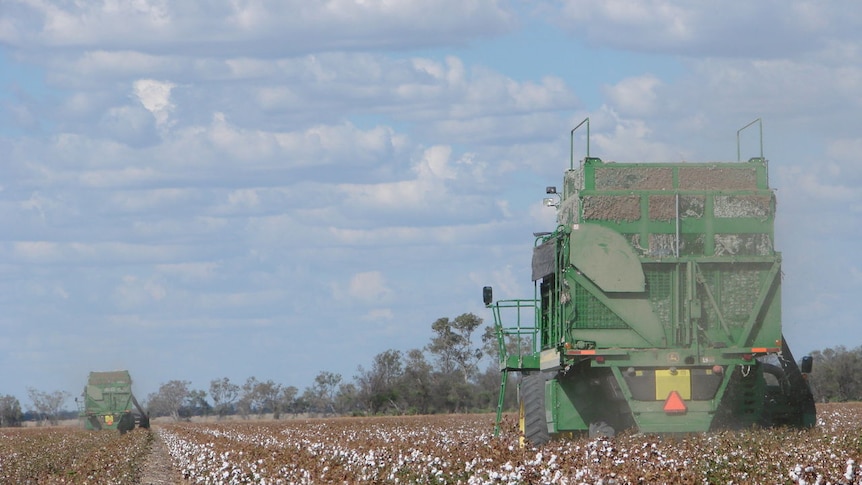 Contractors picking cotton at Kalanga near Toobeah