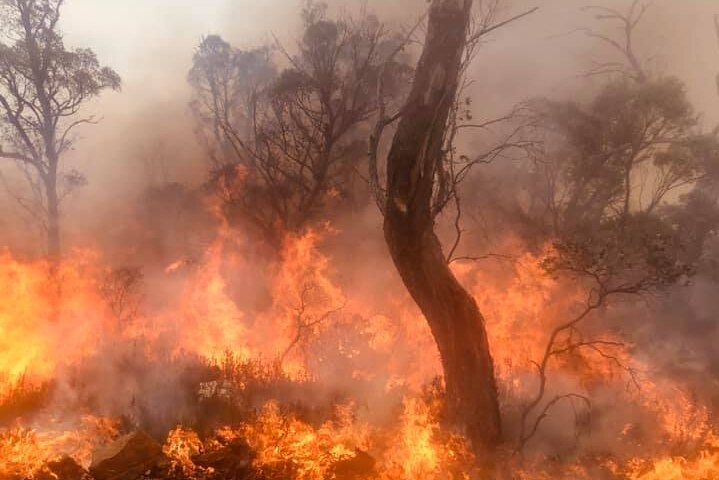 Bushfire surrounds a small tree in Tasmania, January 2019