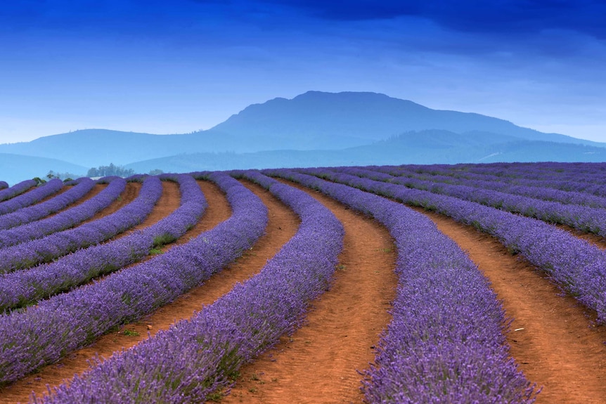 Rows of purple lavender fields