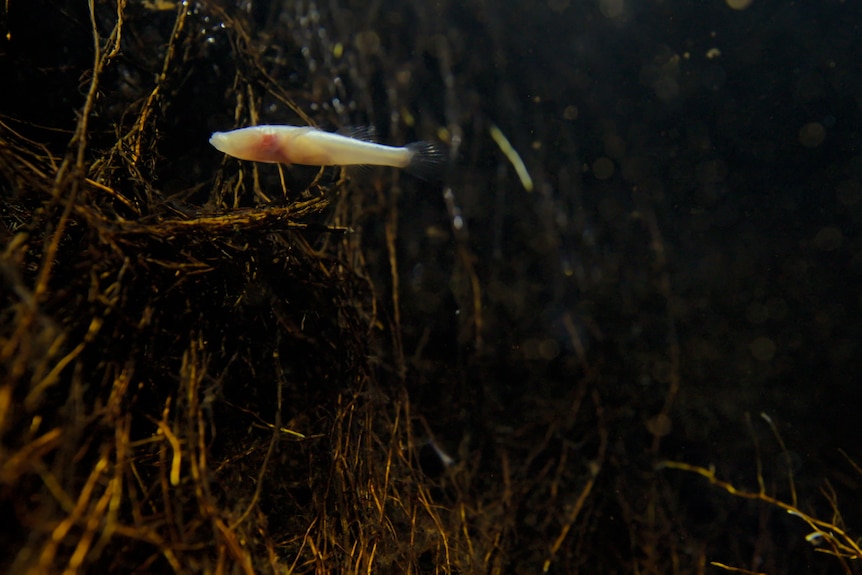 A small translucent fish swims in dark underwater environment near some roots.