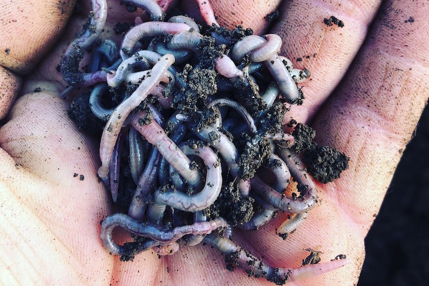 A hand holding earthworms.