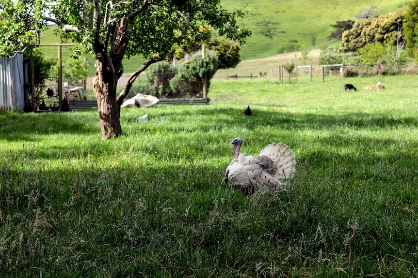 A white turkey in lush green grass with trees and rolling hills in background, dotted with other livestock 