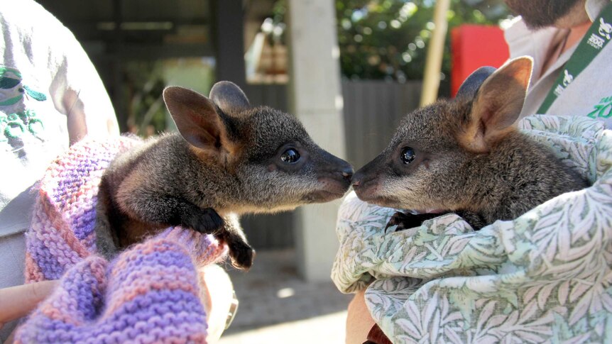 Orphaned wallabies Alkira and Khaleesi at Taronga Zoo