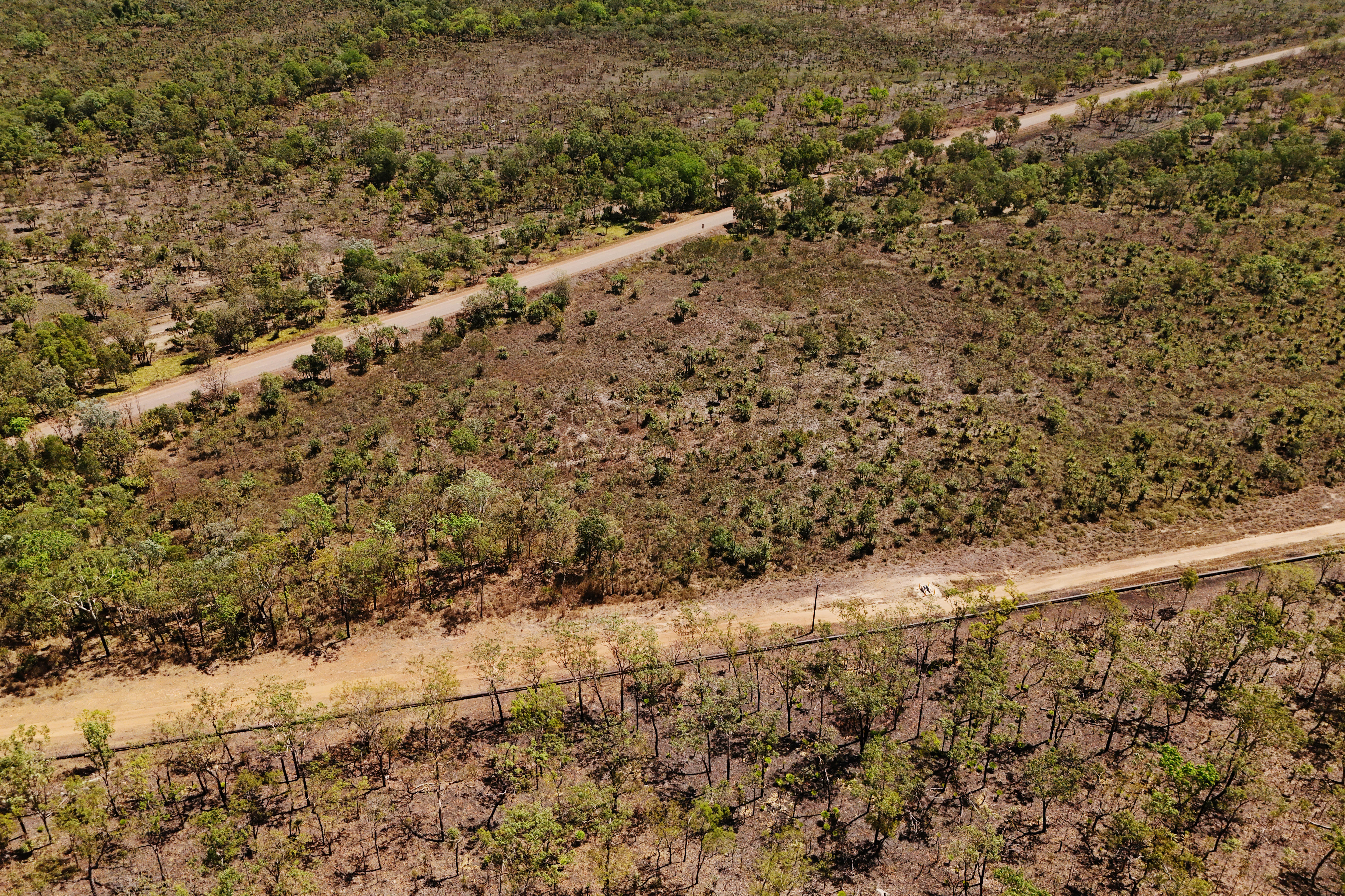 Two dirt tracks cut through bushland.