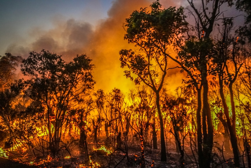 Actively burning fire and flames in the Boranup forest