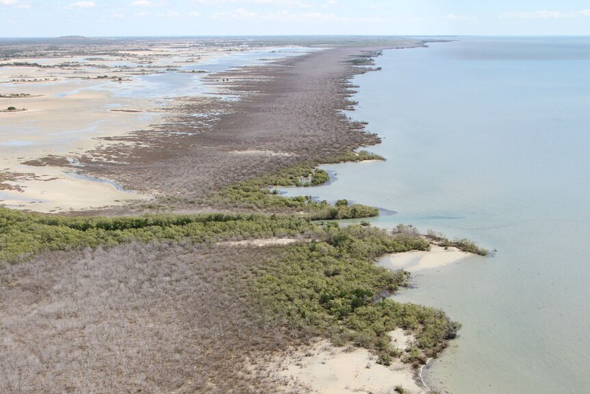 Mangrove dieback in the Northern Territory