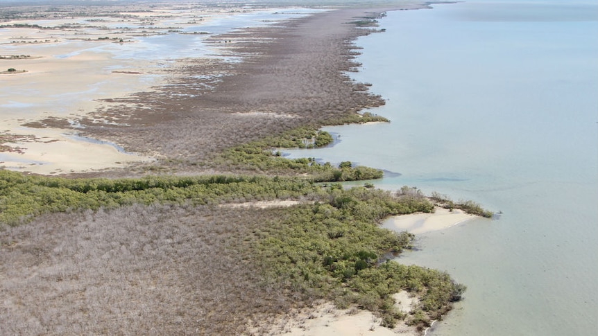 Mangrove dieback in the Northern Territory