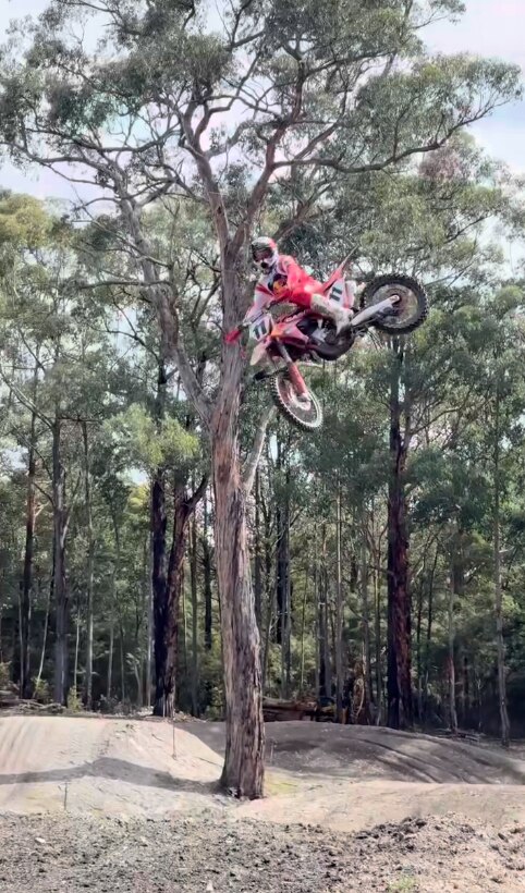 A man on a motorbike up in the treetops.