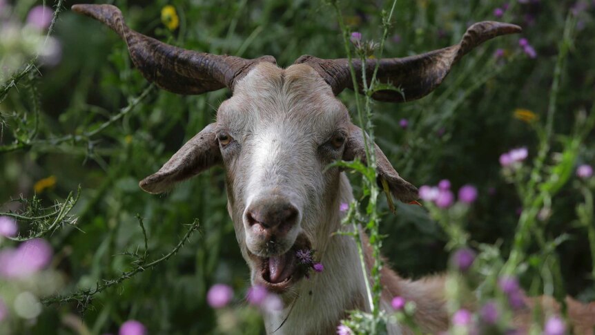 A horned goat chewing in a field faces the camera.