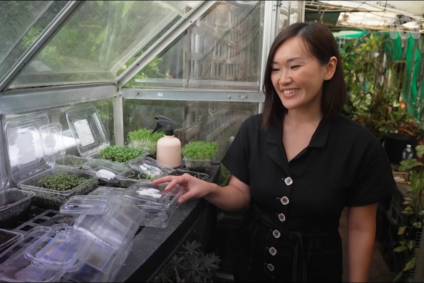 A woman stands next to plants being grown in plastic containers in a greenhouse