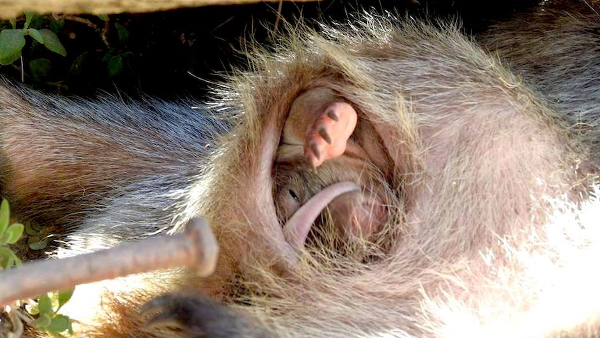 A baby wombat peers out from its mother's pouch