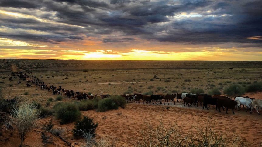 Cattle walk in line across desert as sun sets behind