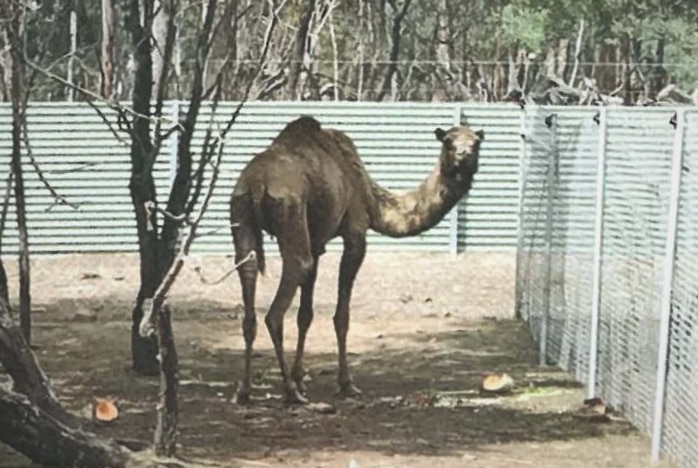 A skinny camel at unidentified Tasmanian wildlife park.