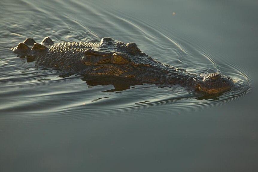 A saltwater croc