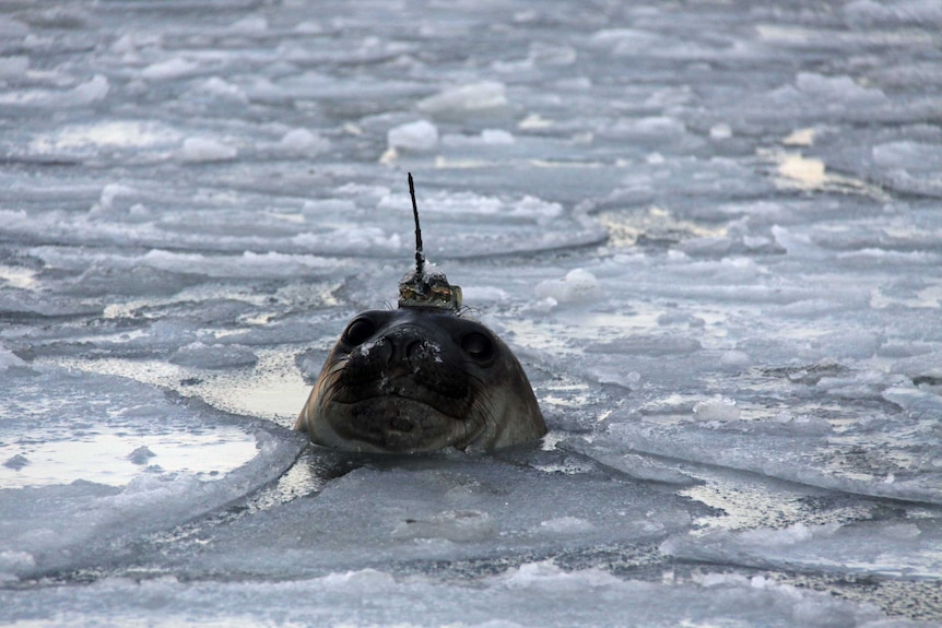 Elephant seal swims with a tracking device on its head