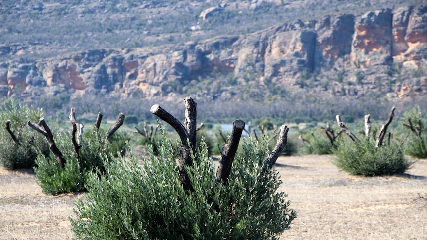 Suckers growing at the base of burnt olive trees with the grampians in the background