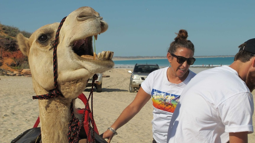 Close up on a camel on a beach, reins held by a tour guide.