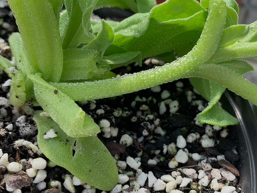 Close up of an Ice Plant.