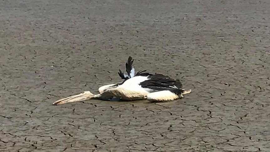 A dead pelican on cracked clay ground next to a lagoon