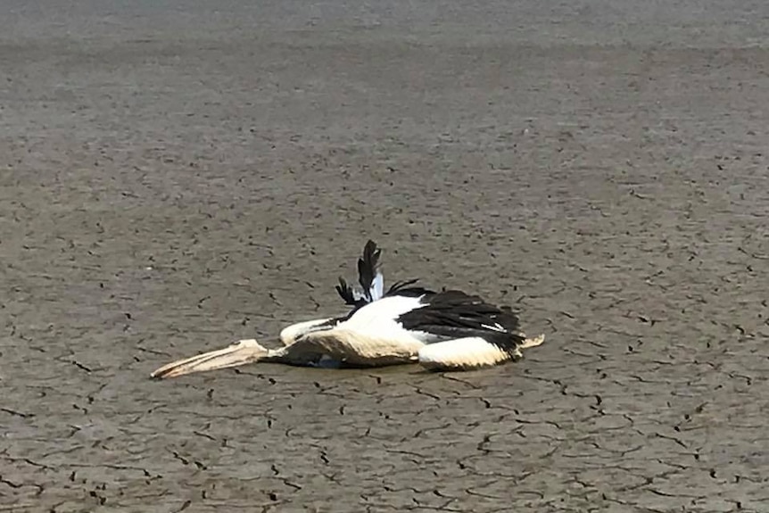 A dead pelican on cracked clay ground next to a lagoon