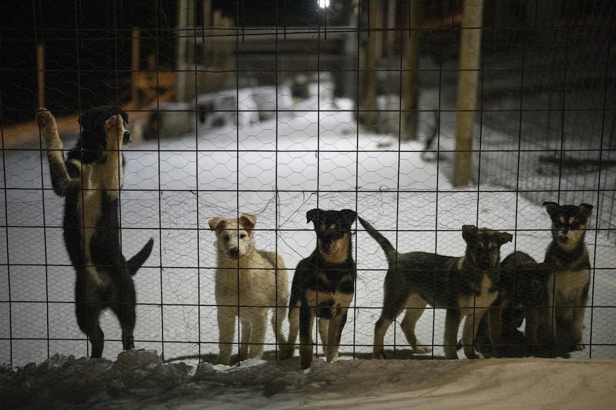 Pups line up pawing at a fence in the dark with snow on the ground