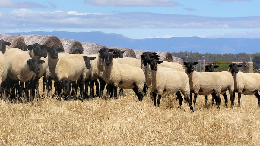 Marananga suffolk ewes bypassed by Chinese buyers