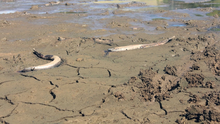 dead eels in lies in a muddy, waterless dam