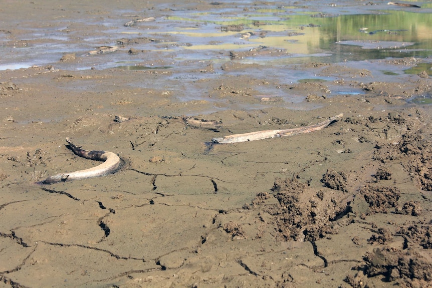 dead eels in lies in a muddy, waterless dam