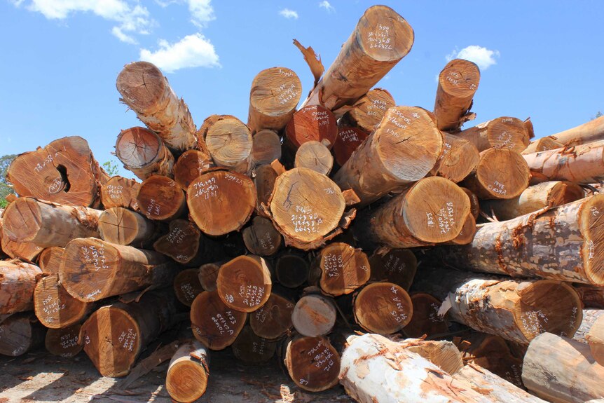 QCH hardwood timber logs
