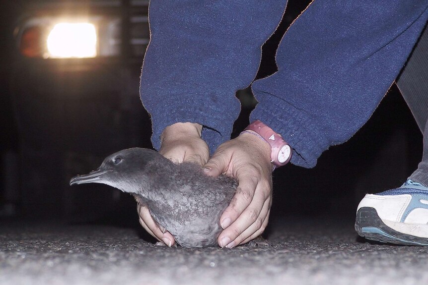 A volunteer rescues a shearwater from a Phillip Island road, car headlights shine in the background.