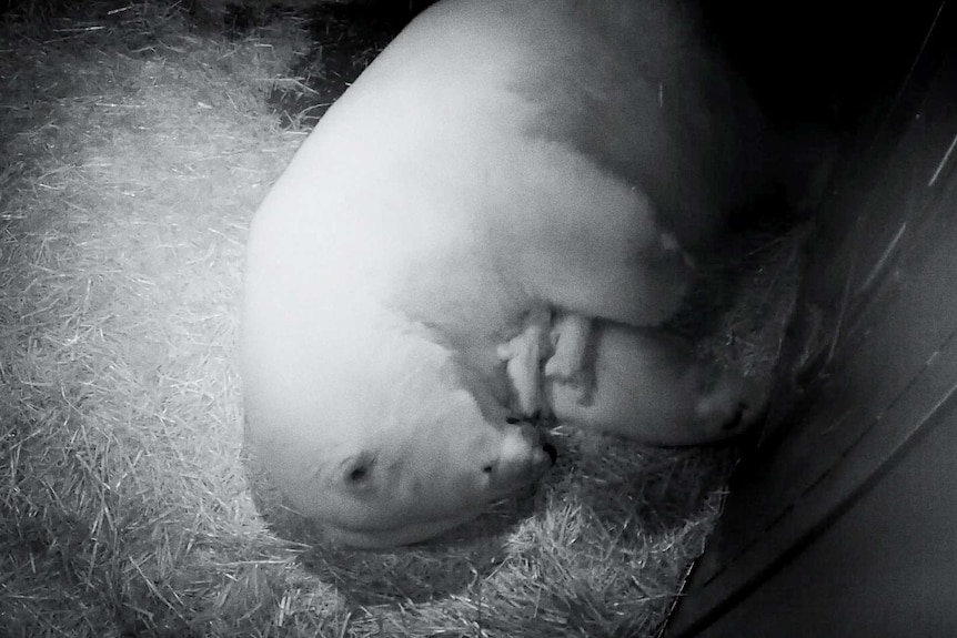 Black and white freeze frame of a polar bear mother cradling its new born twin cubs.