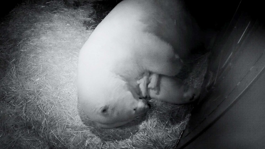 Black and white freeze frame of a polar bear mother cradling its new born twin cubs.