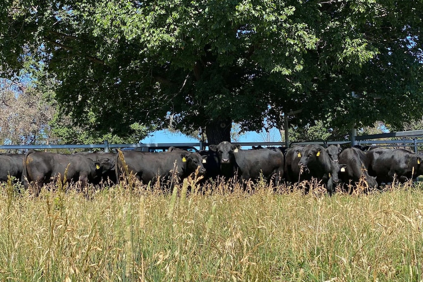 A paddock full of bulls.