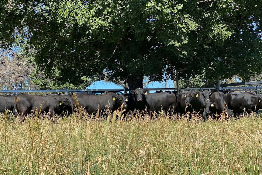 Cattle graze in a green paddock.