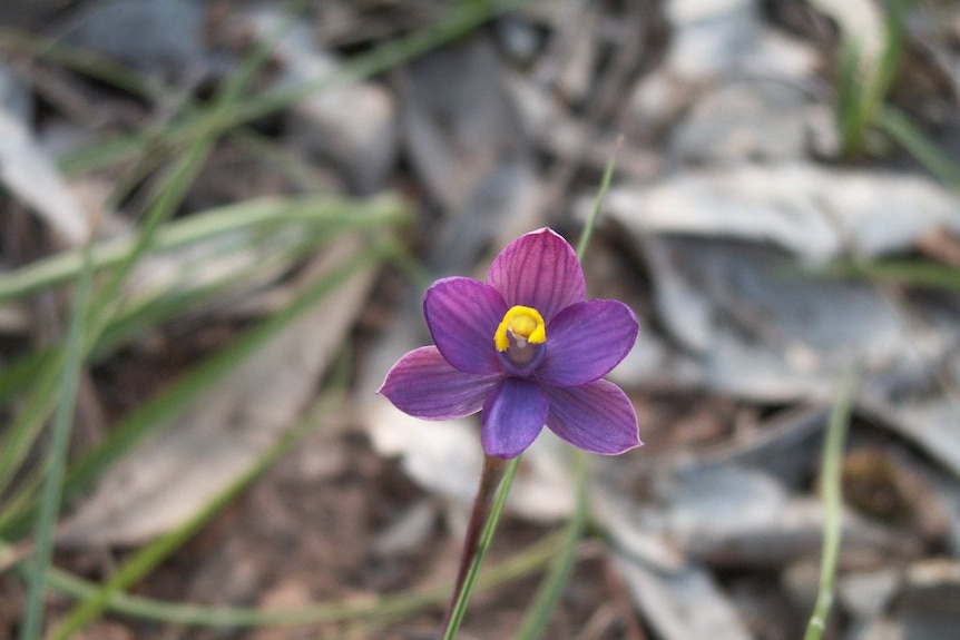 A flower in the bush.