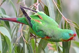 The swift parrot in a tree.