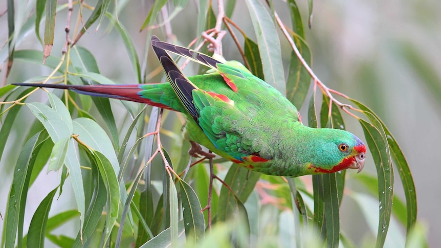 The swift parrot breeds in Tasmania and migrates north to south eastern Australia from Griffith-Warialda in New South Wales and west to Adelaide in the winter.