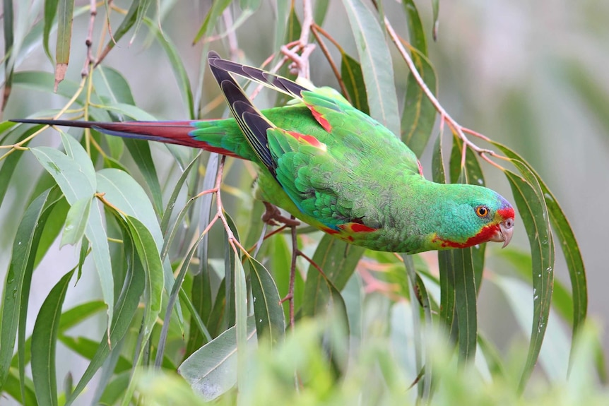 The swift parrot breeds in Tasmania and migrates north to south eastern Australia from Griffith-Warialda in New South Wales and west to Adelaide in the winter.