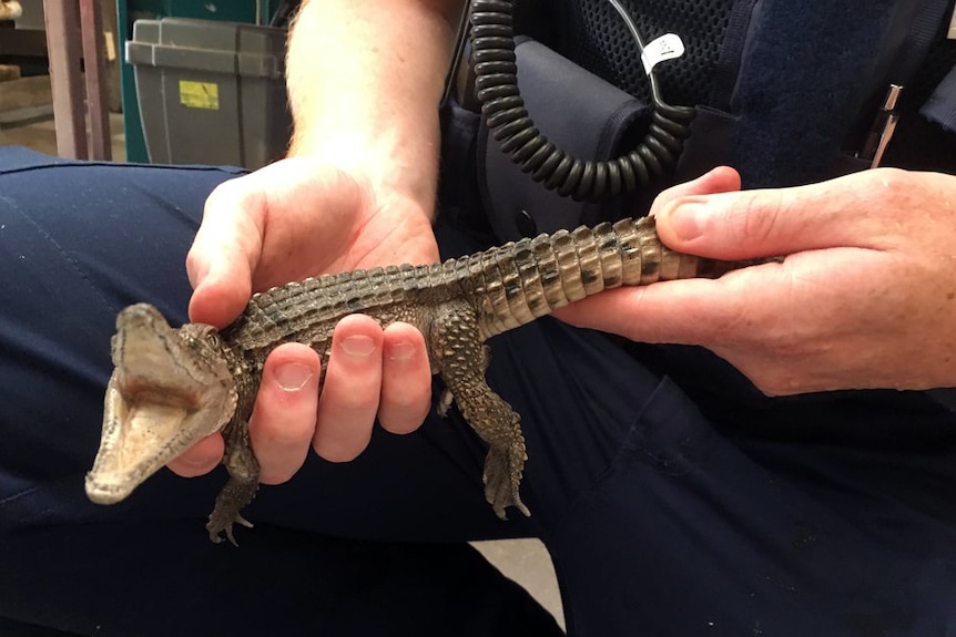 A baby crocodile seize by police in Stratford, in Victoria's east.