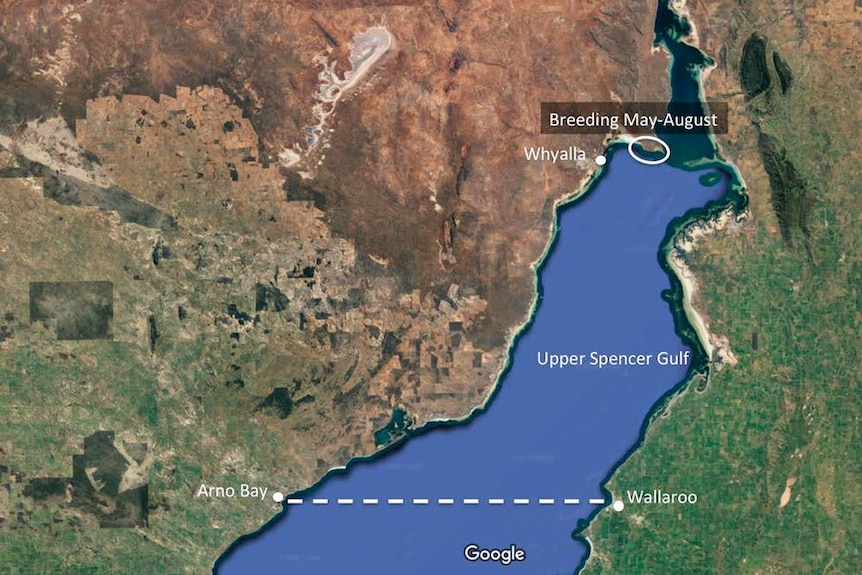 Map of the most northern waters of Upper Spencer Gulf in South Australia.