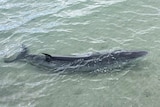 Minke whale at Tumby Bay